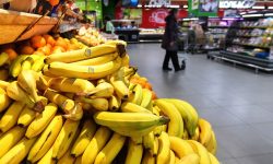 Бананы «Кавендиш» почти созрели в экспериментальной теплице