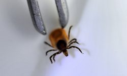 В Китае обнаружили новый вирус, передающийся через клещей